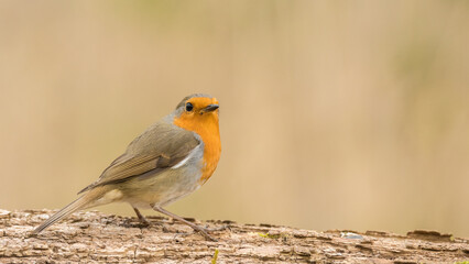 Beautiful eurasian Robin sitting on a piece of wood in the forest