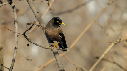 Birds of Kazakhstan in the City of Almaty