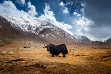 Wild yak, Bos mutus, large bovid native to the Himalayas, winter mountain codition, Tso-Kar lake, Ladakh, India.