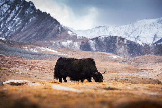 Wild yak, Bos mutus, large bovid native to the Himalayas, winter mountain codition, Tso-Kar lake, Ladakh, India.