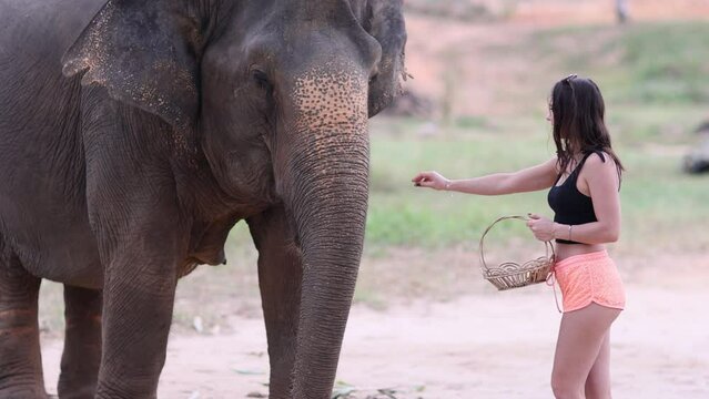 Young traveler pretty girl feeds elephant by hand, elephant grab banana by proboscis
