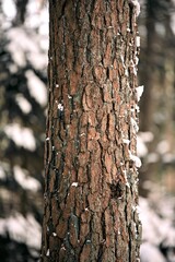 A macro close-up of a plant bark of fir tree with texture and detail crevices and rough surface