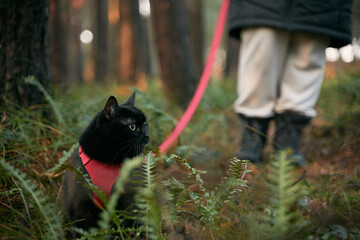 Cat on a leash in the forest. Black cat with a red cat harness. Pet equipment for domestic cats.