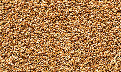 Wheat grains view from the top,background, - obrazy, fototapety, plakaty