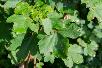Leaves of Sycamore, Acer pseudoplatanus. Photo taken in the municipality of Absam, Austria