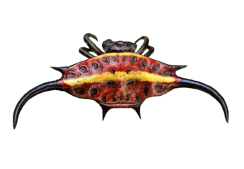 Photo of spider on transparent background. For biological purposes.