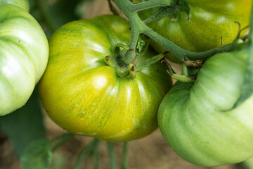 Growing tomatoes in high beds inside a greenhouse. Farming, drip irrigation.