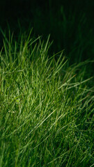 green grass background