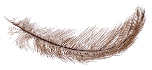 brown light fluffy ostrich feather curl