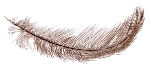 Fotobehang brown light fluffy ostrich feather curl © Alexander Potapov