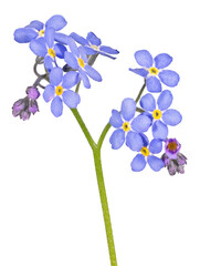 Fototapeta na wymiar blue forget-me-not nine blooms on stem flower