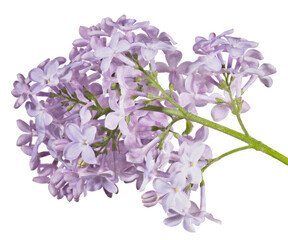 light violet lilac isolated large fine blooms