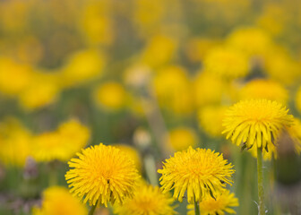 golden dandelions field background