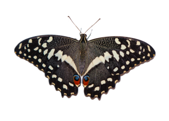 butterfly isolated on transparent background for biology
