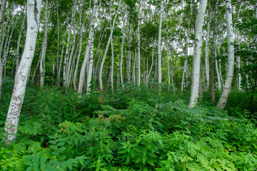 森の白樺林