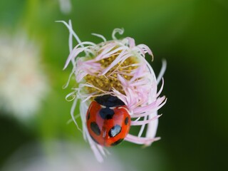 春　ナナホシテントウ