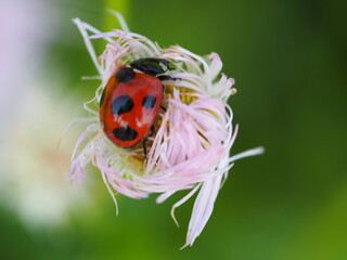 春　ナナホシテントウ