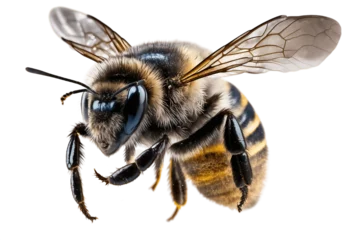 Foto op Plexiglas Bee in Flight on Transparent Background, Generative AI © Nld