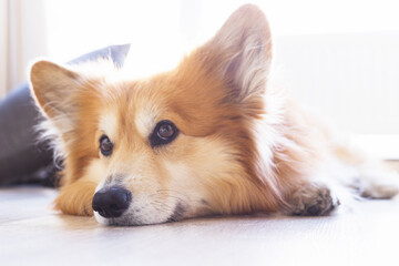 corgi fluffy portrait