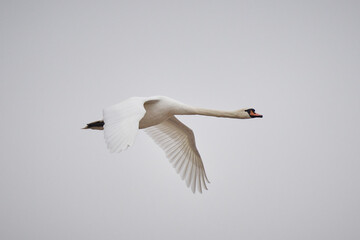Łabędź Niemy © Zbigniew