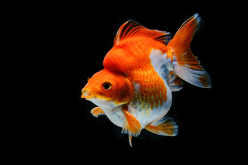 goldfish in aquarium