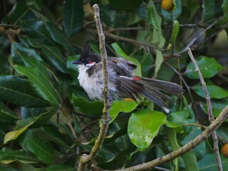 Cute bird soaked by rain - perching on branch