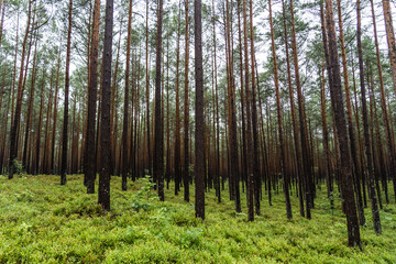 Coastal pine forest growing as monoculture in poland with green ground - obrazy, fototapety, plakaty