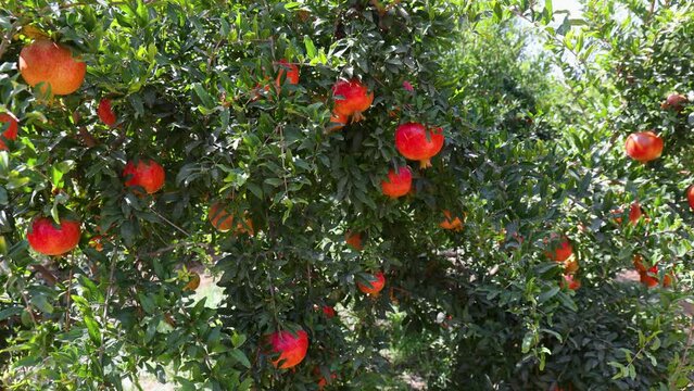 Pomegranates on a tree on a farm in Limassol District in Cyprus, 4k