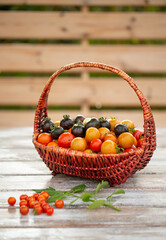 Harvest of small colorful cherry tomatoes in the basket. Urban gardening