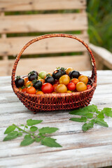 Harvest of small colorful cherry tomatoes in the basket. Urban gardening