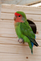 Fototapeta na wymiar Parrot with green and red feathers sits near birdhouse