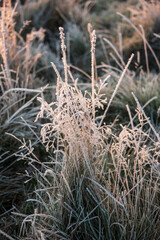 Stunning Winter sunrise landscape image at dawn with hoarfrost on the plants and trees with golden hour sunrise light