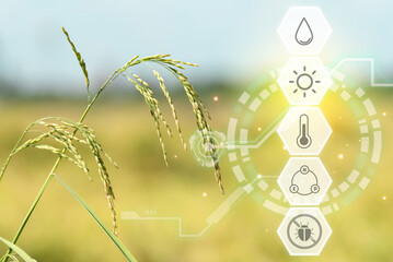 Smart farm digital icon and futuristic AI data infographic of Landscape nature of rice field on...
