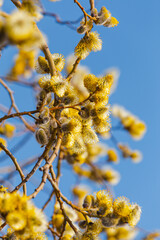 Nature in spring. Branches with beautiful yellow spring flowers on the tree. A natural scene with a flowering tree against a blue sky background is a selective focus. Blooming background.