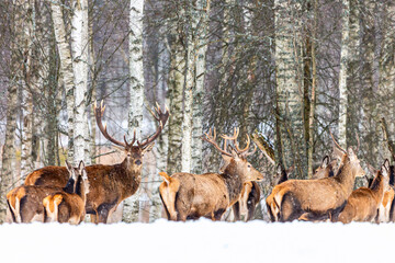 Naklejka na ściany i meble Winter wildlife landscape with noble deers Cervus Elaphus. Many deers in winter. Natural habitat. Winter Christmas image