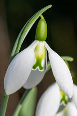 Obraz premium Close up of a greater snowdrop (galanthus elwesii fieldgate prelude) flower in bloom