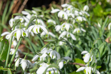 Close up of galanthus Ophelia snowdrops in bloom