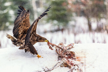 Adult White-tailed eagle Haliaeetus albicilla eating meat from dead fox
