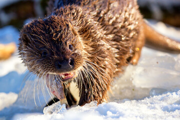 Close-up portrait of an european otter Lutra lutra eating fish in winter.