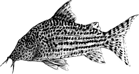 Corydoras catfish hand drawing vintage illustration black and white naturalistic vector