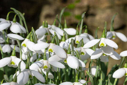 Close up of greater snowdrop (galanthus elwesii Natalie Garton) flowers in bloom