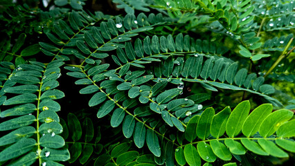 natural green leaves closeup tropical plant of acacia background