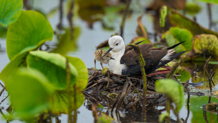 セイタカシギ