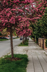 Alley of flowering hawthorn on a street in Olomouc, Czech Republic.