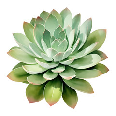 Succulent Plant Top View Isolated Detailed Hand Drawn Painting Illustration