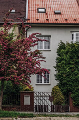 Residential building in a blooming hawthorn on a street