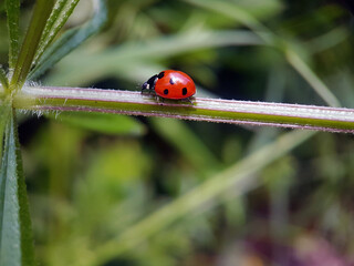 Fototapeta premium ladybird on a leaf