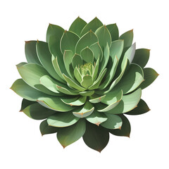 Succulent Plant Top View Isolated Detailed Hand Drawn Painting Illustration
