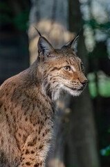 Lynx boréal