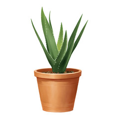 Aloe Vera Plant in a Pot Isolated Detailed Hand Drawn Painting Illustration